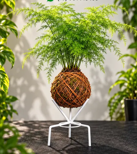 Kokedama de aspargo-pluma em suporte branco